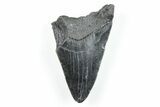 4.19" Partial, Fossil Megalodon Tooth - South Carolina - #170604-1